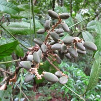 Lepisanthes erecta (Thwaites) Leenh.